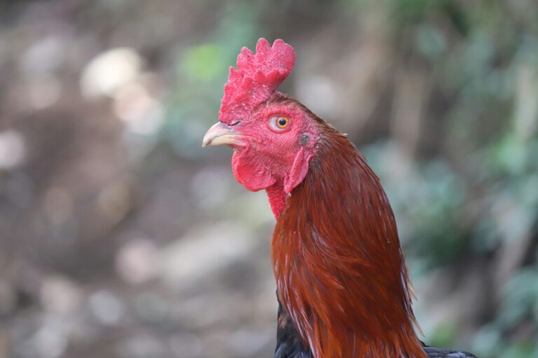 The Little Red Hen Approach